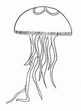 Jellyfish Coloring Drawing Simple Realistic Printable Drawings Animals Getdrawings Colornimbus sketch template