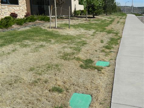 Is Your Brown Lawn Dead or Dormant? | Colorado Yard Care