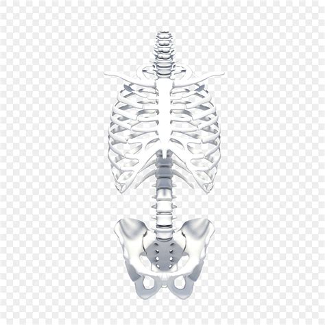 Modelo De Esqueleto De Tronco Humano Png Ossos Torso Medicamento