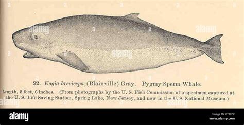 34085 Kogia Breviceps Blainville Gray Pygmy Sperm Whale Stock Photo