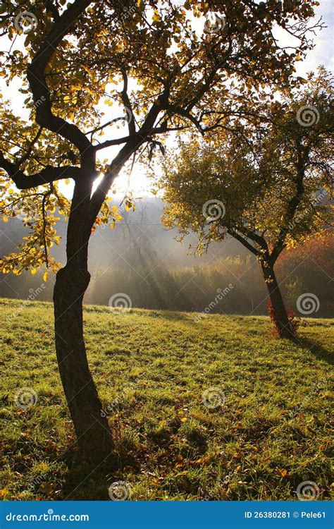 Morning Sun In The Trees Stock Image Image Of Morning 26380281
