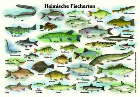 Heimische Fischarten 50x70 And 70x100 Cm Fische Lehrtafeln Natur