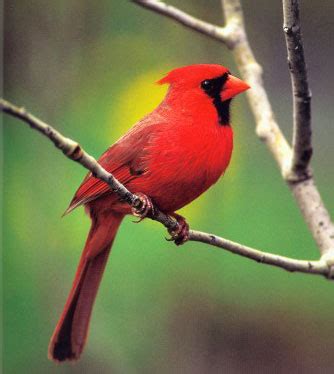 The cardinals' career began in 1946 (one year before the orioles). ANTHROPHYSIS: Has anthropogenic disturbance set a "trap" for northern cardinals?
