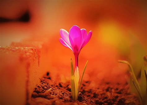 Crocus Flower Blossom Flora Garden Marguerite Natural Nature