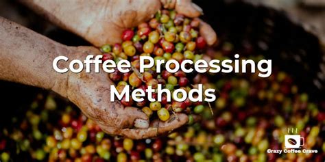 Different Coffee Processing Methods You Should Know About Crazy