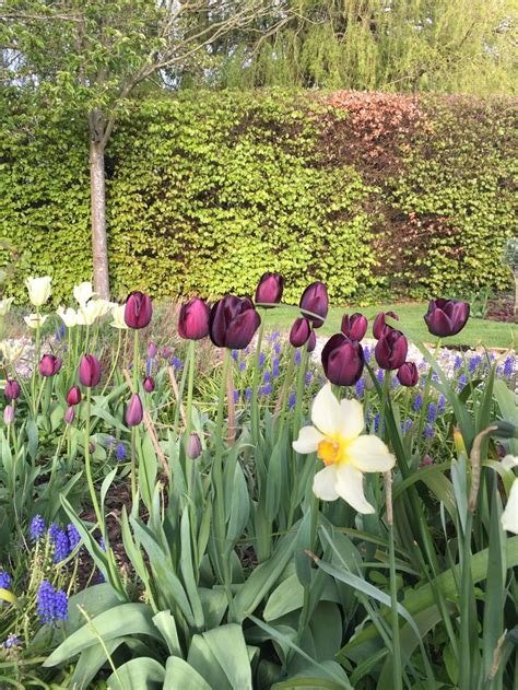 You Can Add Narcissus And Muscari To The Tulips For The Perfect Spring