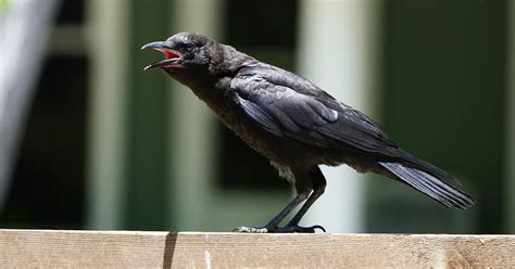 Are Crows Dangerous Reasons They Attack How To Avoid Bird Fact