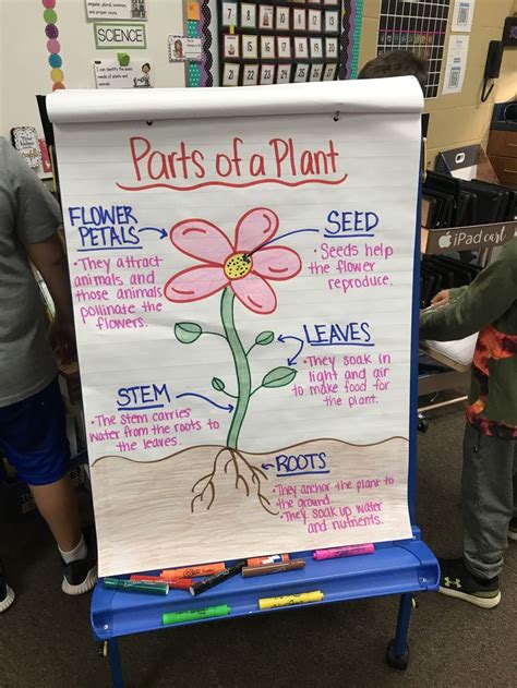 Parts Of A Plant Anchor Chart Plants Anchor Charts Planting Flowers Parts Of A Plant