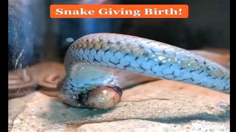 Live Snake Giving Birth By World Of Snake Youtube