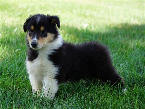 Akc Registered Lassie Collie For Sale Fredericksburg Oh Male Oscar