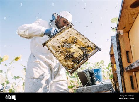 Beekeeper Working Collect Honey Stock Photo Alamy