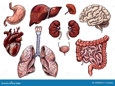 Conjunto De órganos Humanos Dibujo a Mano Ilustración del Vector Ilustración de bosquejo