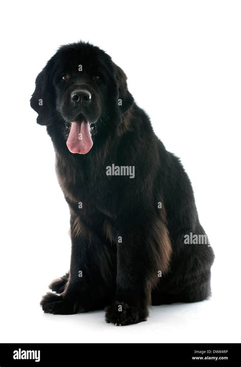 Newfoundland Dog In Front Of White Background Stock Photo Alamy