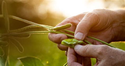 Sustainability Us Soy Delivers Solutions