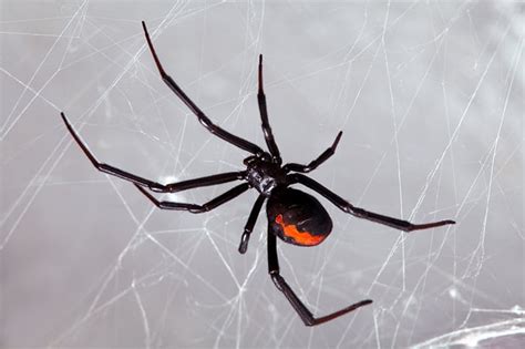 10 Types Of Spiders Found In The Garden Or Home Around The World