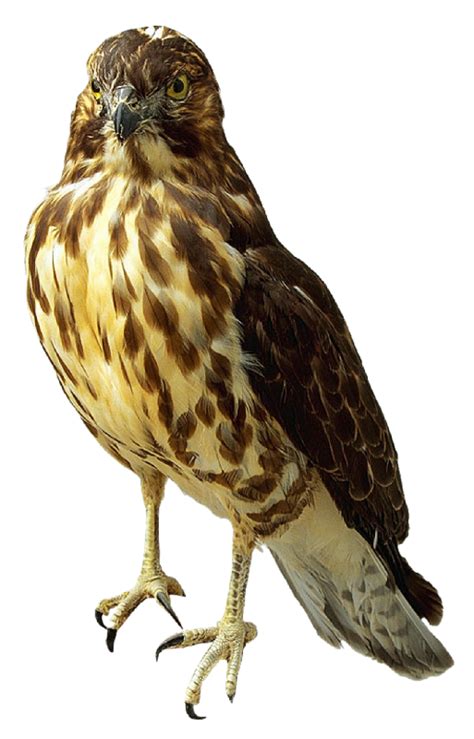 Falcon Png Transparent Image Download Size 513x800px