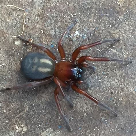 Spider Found In Wood Pile Guemes Island Wa Found When Moving Wood