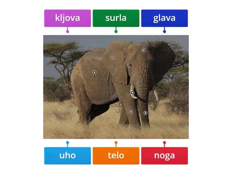 Slon Delovi Tela Labelled Diagram