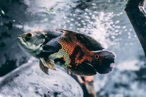 The 27 Most Colorful Freshwater Fish For Your Aquarium Fish Care Tips