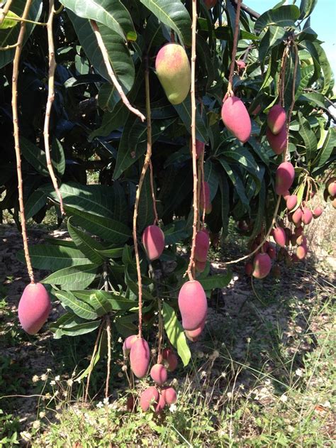 But where did those crowd favorites originate? 141 best Mango Varieties images on Pinterest | Fruit trees ...