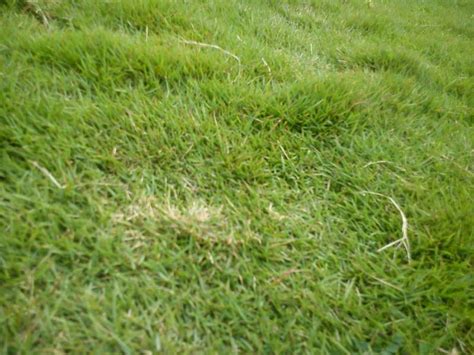 Pemba grass stenotaphrum secundatum is also known as buffalo grass and st. Carpet Grass Seeds In Kenya | Taraba Home Review