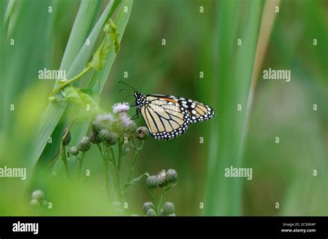 Monarch Danaus Plexippus Butterfly Stock Photo Alamy