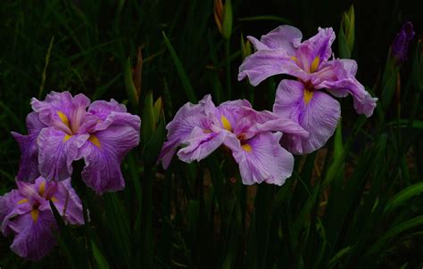 Wallpaper Leaves Flowers The Dark Background Garden Pink Irises