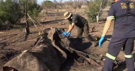 Todos Los Días 55 Elefantes Son Asesinados Por Cazadores Furtivos En El