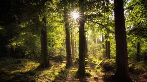 阳光透过树林森林风景4k壁纸4k风景图片高清壁纸墨鱼部落格