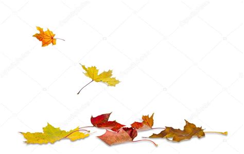 Download Maple Autumn Leaves Falling To The Ground On White