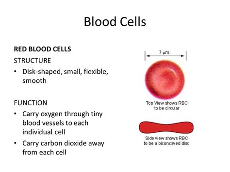 Red blood cells are considered cells, but they lack a nucleus, dna, and organelles like the endoplasmic reticulum or mitochondria. Red Blood Cells and It's Functions