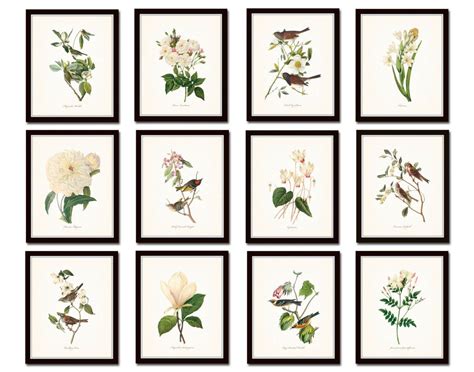 Bird And Botanical Print Set No 10 Redoute And Audubon Prints Audubon