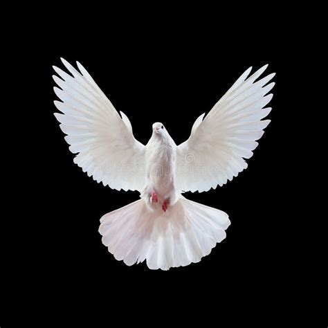A Free Flying White Dove Isolated On A Black Stock Image Image Of