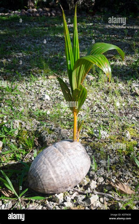 Young Coconut Tree Seedling Anaiki Niue South Pacific Stock Photo