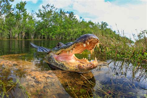 Alligators In The Everglades Everything You Ever Wanted To Know