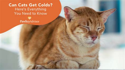 Can Cats Get Colds Heres Everything You Need To Know Pawlicy Advisor