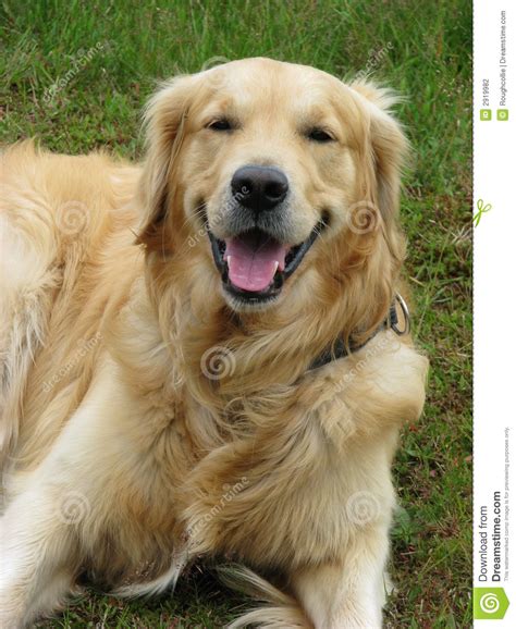 Happy Dog Golden Retriever Stock Photography Image 2919982