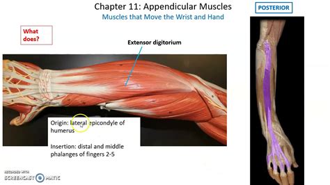 Aphys 34 A Chapter 11 Muscular System Axial And Appendicular Muscles