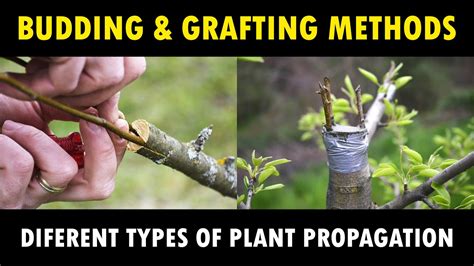 How To Graft Plants All Plant Budding Methods Budding In All Plants