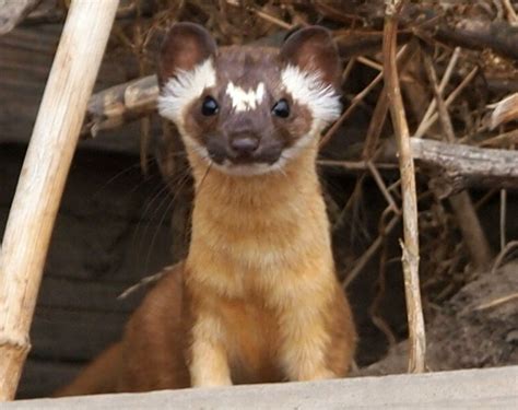 Long Tailed Weasel Mustela Frenata Santa Cruz Co Ca 9 2 Flickr