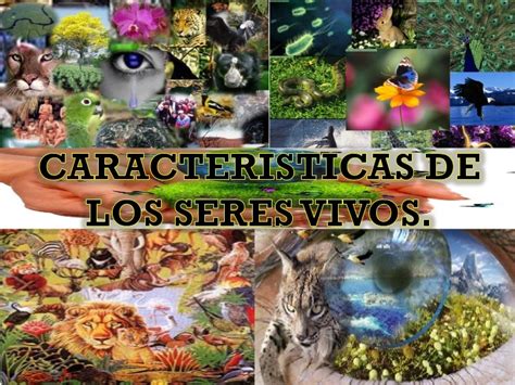 CARACTERÍSTICAS DE LOS SERES VIVOS Biology Quizizz