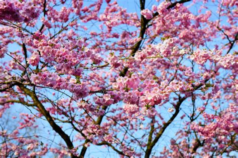 Fotos Gratis árbol Rama Florecer Primavera Produce Rosado Flor
