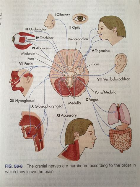 What Are The 12 Cranial Nerves Cranial Nerves Cranial Vrogue Co