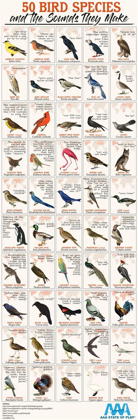 50 Bird Species And The Sounds They Make Interactive Version In
