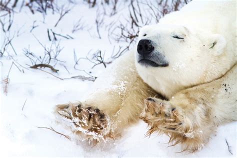 The Privilege Of Proximity To Polar Bears Magazine Articles Wwf