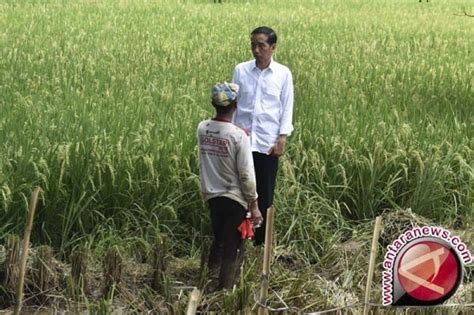 Lembaga hasil dalam negeri (lhdn) inland revenue board (irb) malaysia. Presiden Jokowi Sempatkan Sapa Petani Boyolali Saat Hadiri ...
