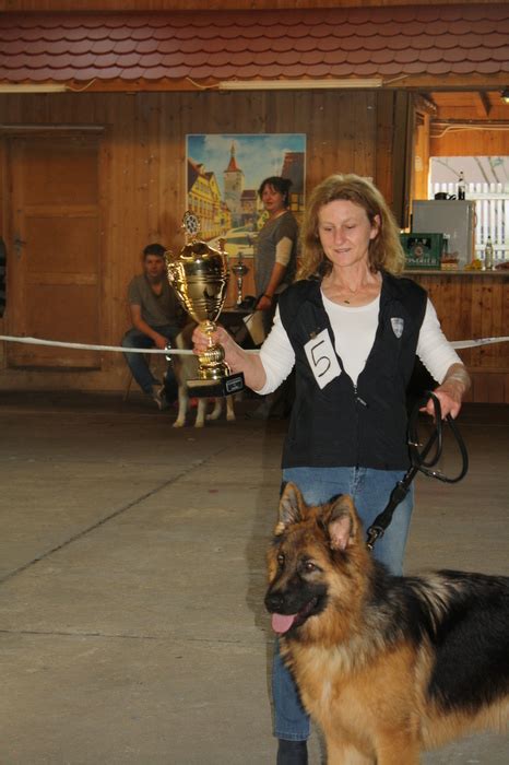 Das neue nachrichtenportal der schweiz mit news aus sport, politik und people. Altdeutsche Schäferhunde vom Hirschberg - Aktuell