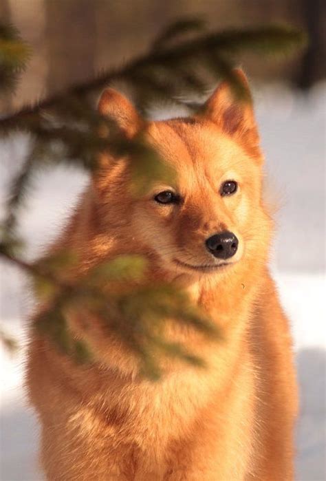 Zooplus offers you the best online pet shop experience. 76 best Finnish Spitz images on Pinterest | Finland, Dog ...
