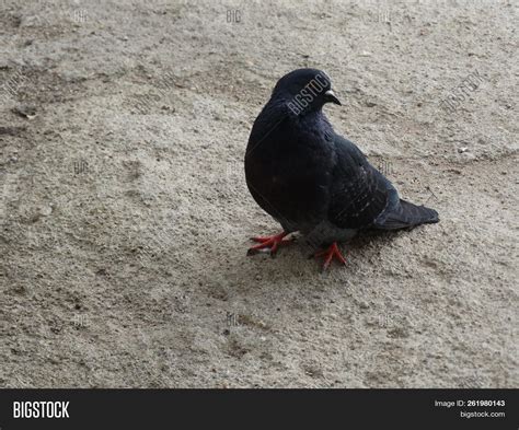 Common Gray Dove Image And Photo Free Trial Bigstock