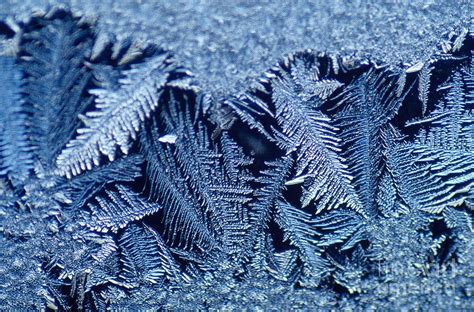 Frost Crystals Photograph By Scott Camazine Fine Art America